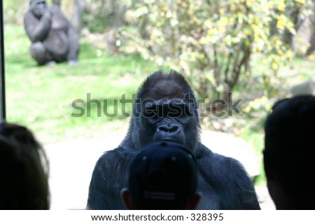 Gorilla watching people.  Who is observing who?