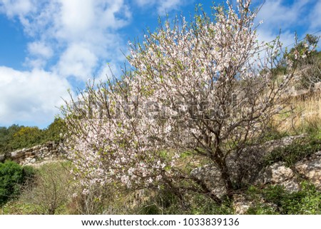 almond tree blooming in the galilee israel finerworks