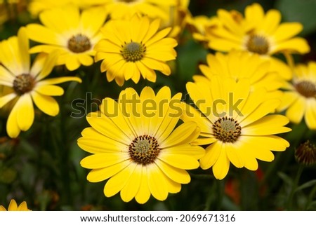 Image, Stock Photo Osteospermum from Sicily, which escaped cultivation