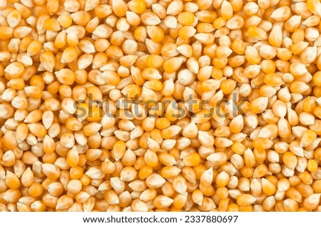 Similar – Image, Stock Photo Dried corn seeds at factory