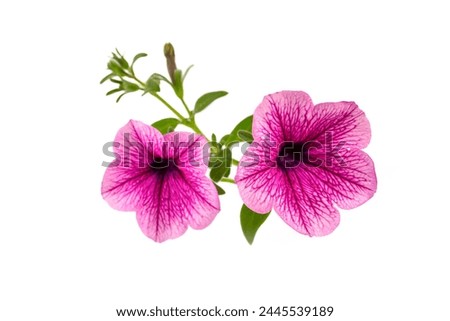 Similar – Image, Stock Photo flowering petunias