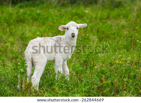 lamb meadow