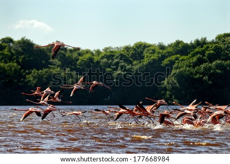 Greater Flamingos starting up in the river