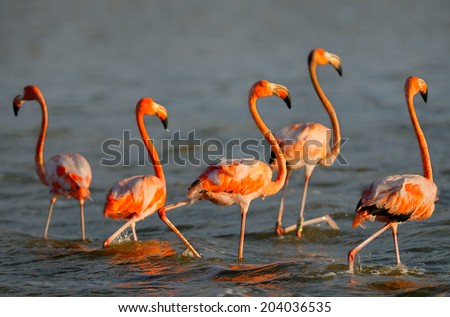 Flock of greater flamingos (Phoenicopterus roseus) standing in the river in Mexico