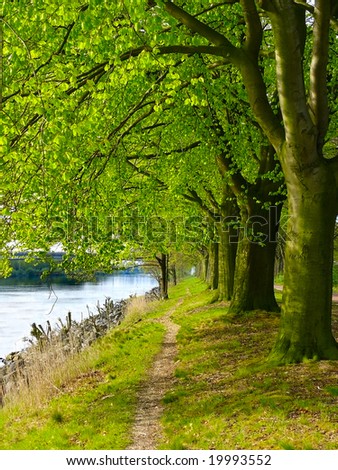 Row of trees by the river