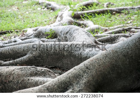 tree with large trunk and big roots above the ground