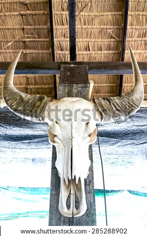 Buffalo skull on wooden pole