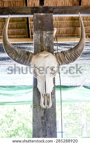 Old Buffalo skull on wooden pole
