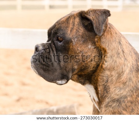 Pedigreed dog muzzle Farm in saliva