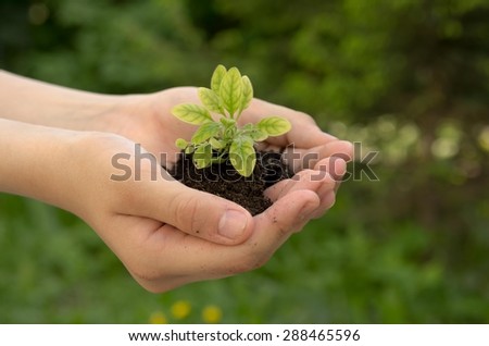 Sprout plants in human hands .