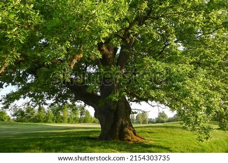 Similar – Image, Stock Photo Quercus robur oaks are reflected in a body of water with blades of grass in the bog