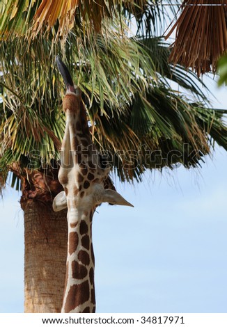 giraffe stretches his neck and long tongue to reach palm fronds