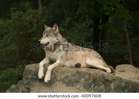 great plains wolf growling at something off camera while laying on a large flat rock in the sunshine