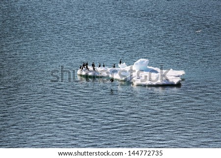 Double-Crested Cormorants  On Iceberg Flowing Down Stream