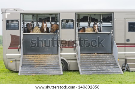 horses eating of a feedbag hanging in a truck horse trailer