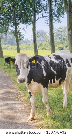Dutch cow standing on a path in between meadows
