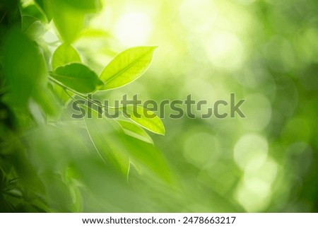 Similar – Image, Stock Photo Baum, Grüne Blätter und Hand Illustration Logo Vorlage. Hand mit grünem Blatt kombiniert, bedeutet gesundes Leben, Konzept für Gesundheitsunternehmen, grüne Aktivisten, Wohltätigkeitsorganisationen, Aktivitäten der sozialen Gemeinschaft, Umwelt