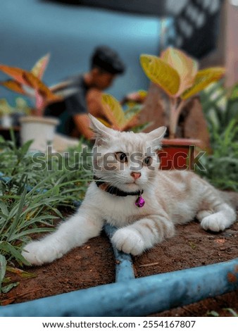 Similar – Image, Stock Photo Cat in front garden Red