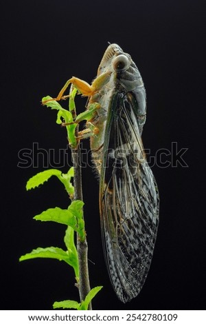 Foto Bild Katydiden-Insektenstangen in Blüte in Nahaufnahme mit lebhafter Farbe