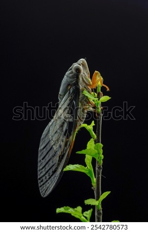 Similar – Foto Bild Katydiden-Insektenstangen in Blüte in Nahaufnahme mit lebhafter Farbe