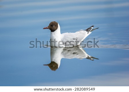 Black headed gull gliding in calm water with nice reflection of blue sky and the bird.