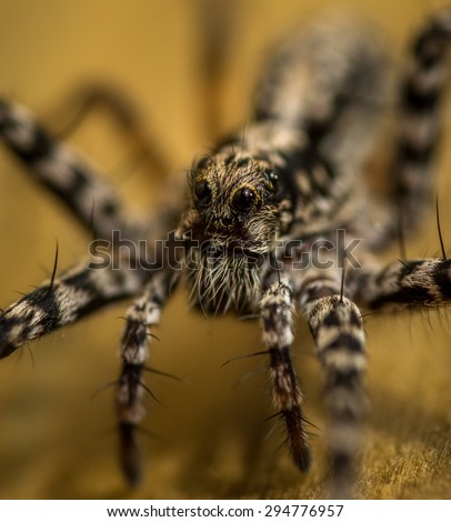 Spiders hairy face.