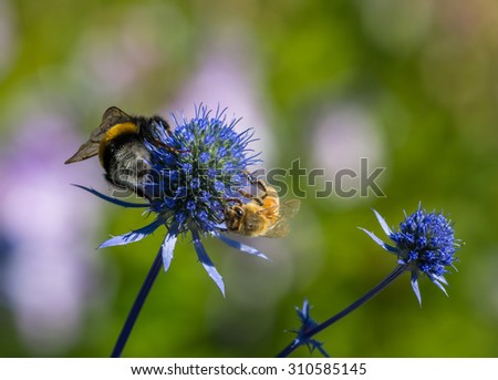 Bee and bumble bee on a blue flower