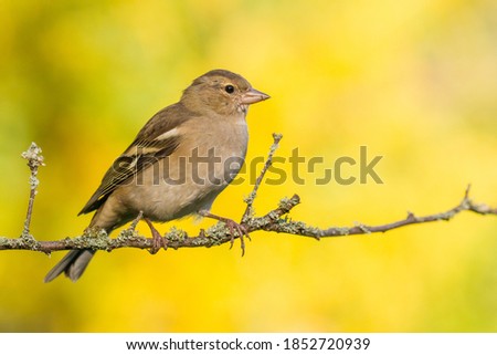 Common Chaffinch (Fringilla coelebs) on the branch Stock fotó © 