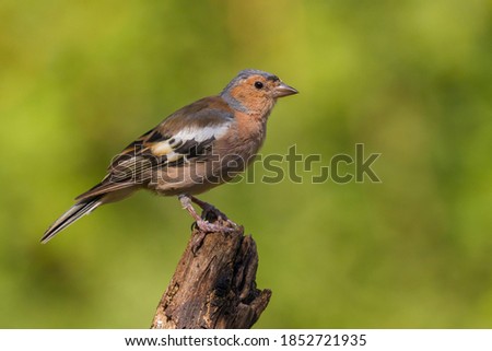 Common Chaffinch (Fringilla coelebs) on the chump Stock fotó © 
