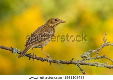Tree Pipit (Anthus trivialis) on the branch Stock fotó © 