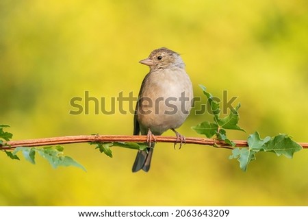 Common Chaffinch (Fringilla coelebs) female on the branch Stock fotó © 