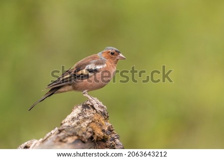 Common Chaffinch (Fringilla coelebs) male on the tree Stock fotó © 