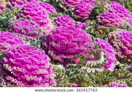 Ornamental Cabbage adopted landscaping. The colorful and eye-catching , Not popular to eat