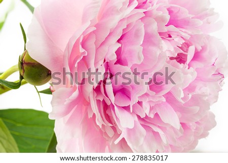 Closeup of pink peony on a white background.