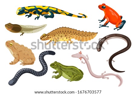 Amphibian vector illustration set. Exotic cartoon tropical amphibia, colorful sitting toad and frog life cycle tadpole, salamander, triton caecilian. Flat animals pets for zoo icons isolated on white