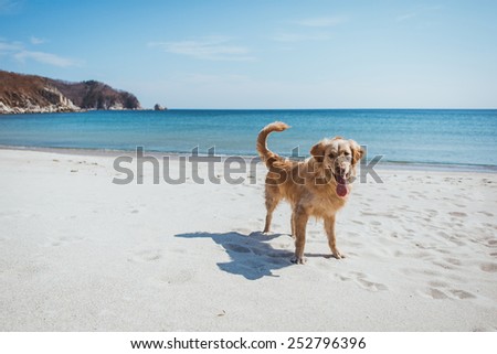 Labrador dog stay on the white sand beach with blue sea on background