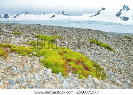 Similar – Image, Stock Photo Green lichen on the annual rings of an old tree trunk on a farm in Rudersau near Rottenbuch in the district of Weilheim-Schongau in Upper Bavaria