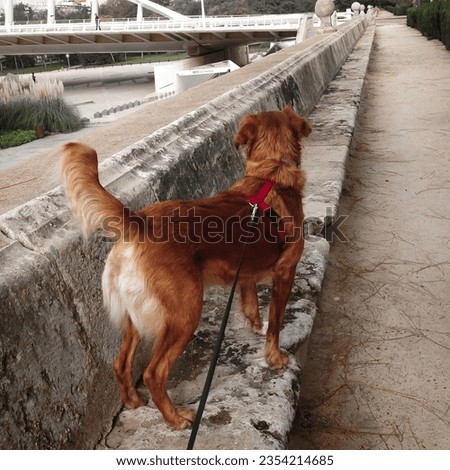 Similar – Image, Stock Photo Portrait of brown podenco dog with sad look on blue background