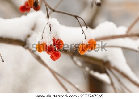Similar – Image, Stock Photo Snow berries on bare branches