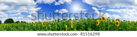 Wonderful  panoramic view  field of sunflowers by summertime.