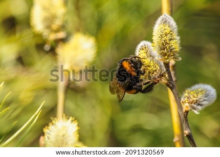 Similar – Image, Stock Photo A small fat bumblebee really sucks in a yellow flower with pollen.
