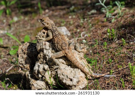 Starred Agama (Laudakia stellio) lizard on a rock at the island of Delos in Cyprus