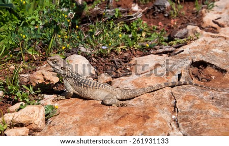 Starred Agama  lizard on a rock at the island of Delos in Cyprus