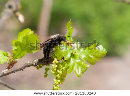 Carpenter Bee on a blossoming branch of oak close-up