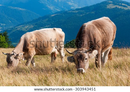 Cows grazing on pasture high in the mountains of Georgia