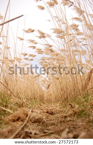 Cane field and way through photo 3
