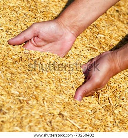 Farmer\'s hands keeping wheat harvest. Ukraine, East Europe.