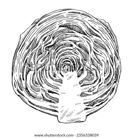 Hand-drawn illustration of Cabbage, vector