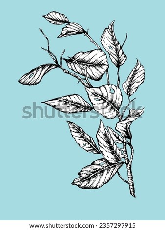 Hand-drawn illustration of branch with leaves. Vector