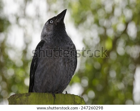 Jackdaw sitting on a tree truck looking up into the distance, with green foliage in the background.
